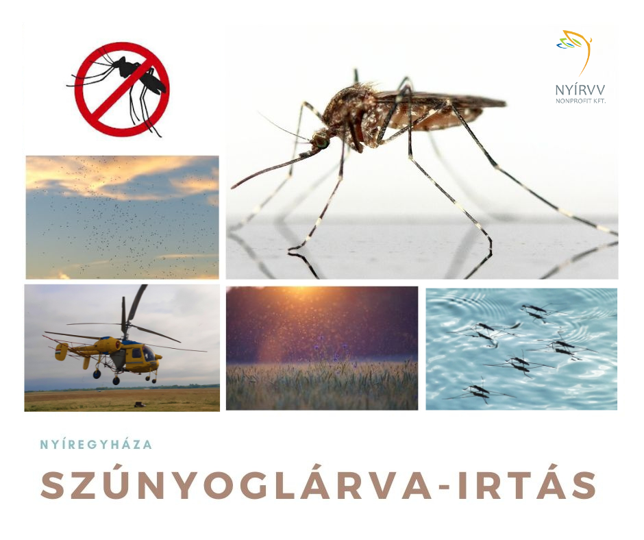 Szúnyoglárva-irtás