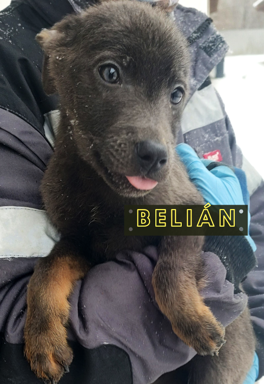 Belián