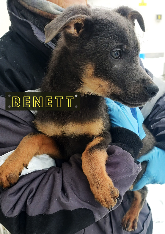 Benett