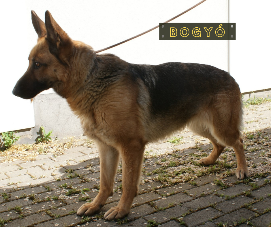 Bogyó
