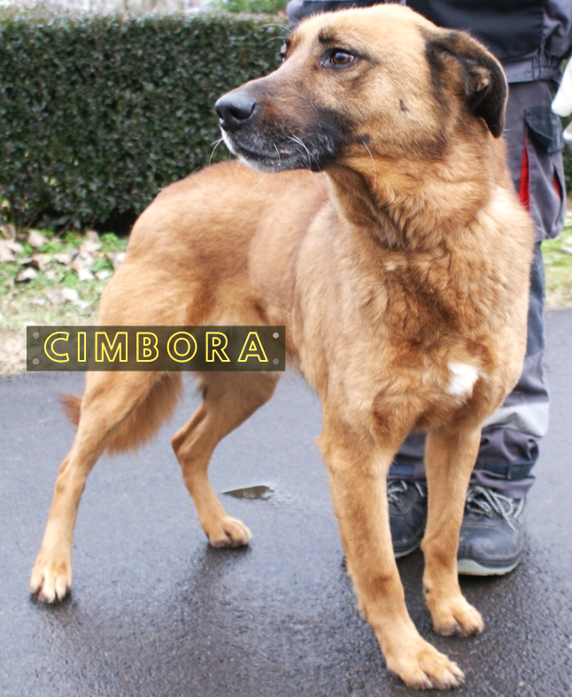 Cimbora