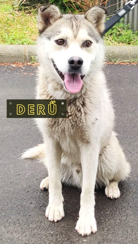 Derű