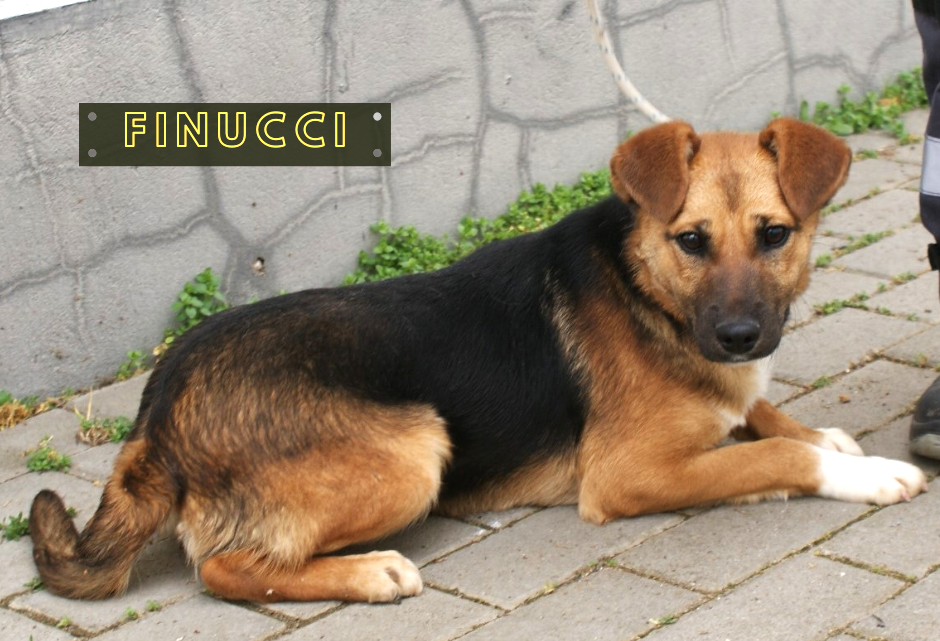 Finucci