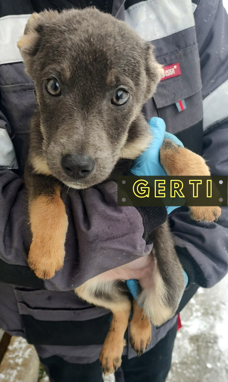 Gerti