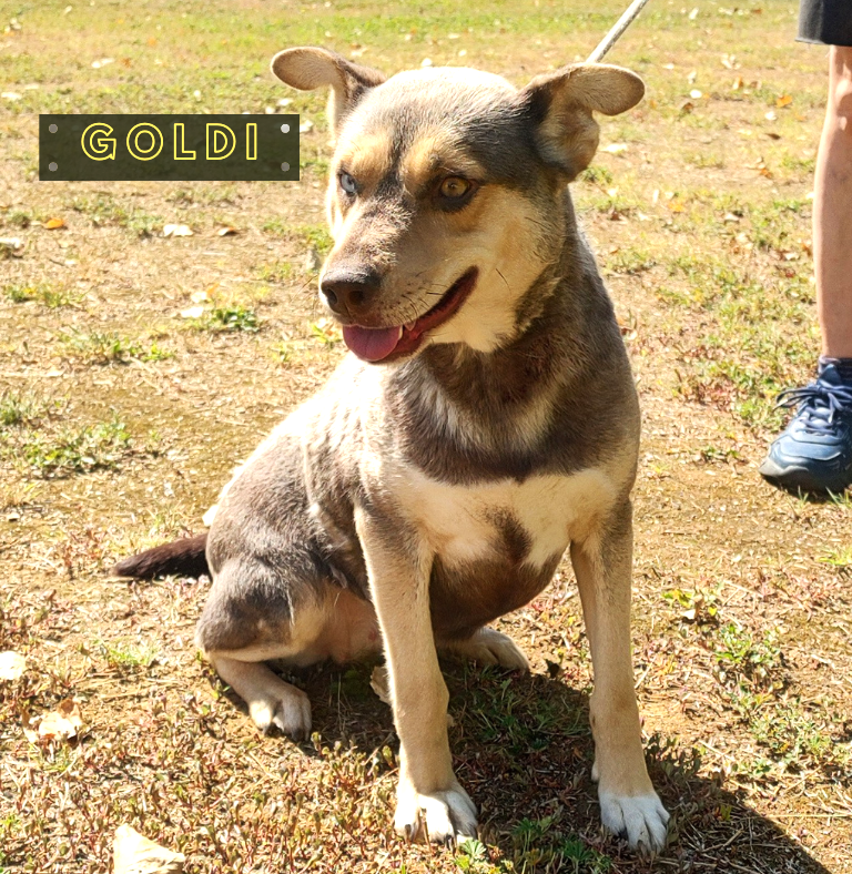 Goldi