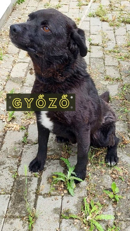 Győző