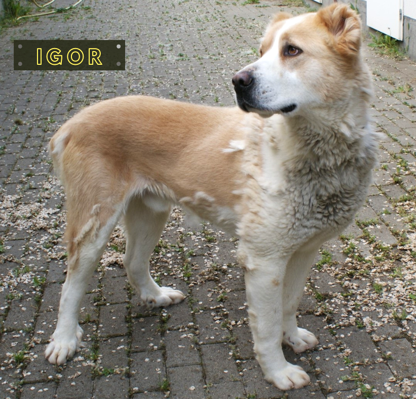 Igor