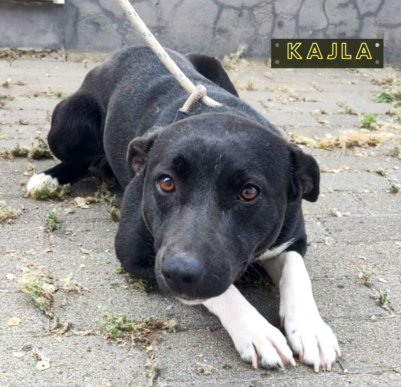 Kajla