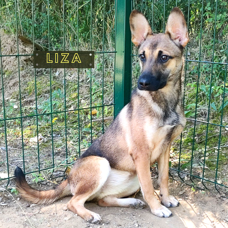Liza
