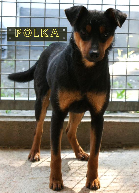 Polka Polka