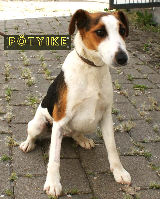 Pötyike Pötyike