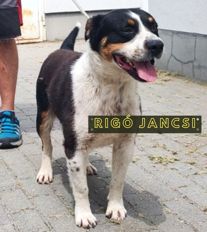 Rigó Jancsi