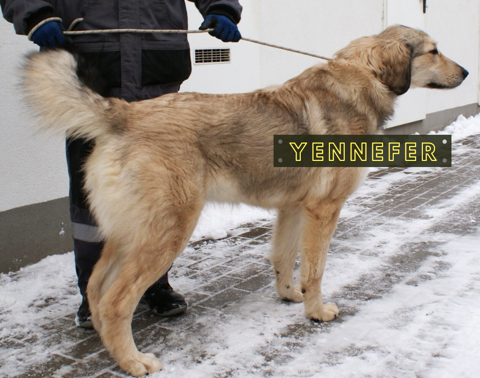 Yennerfer
