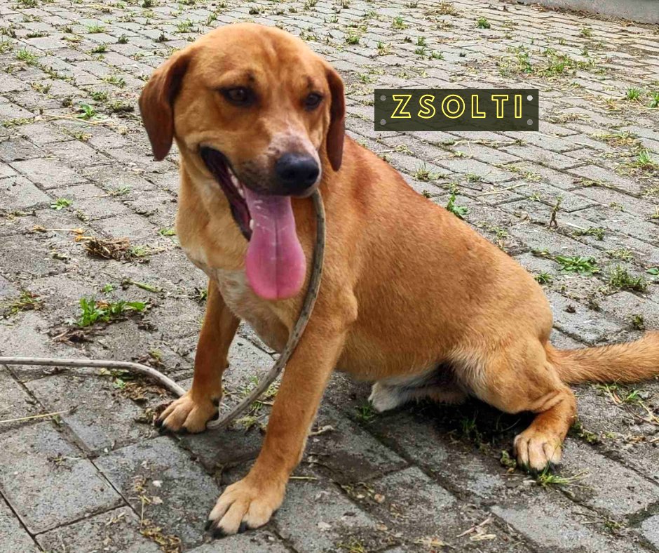 Zsolti