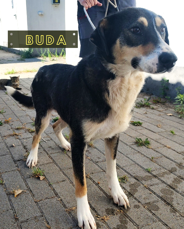 Buda