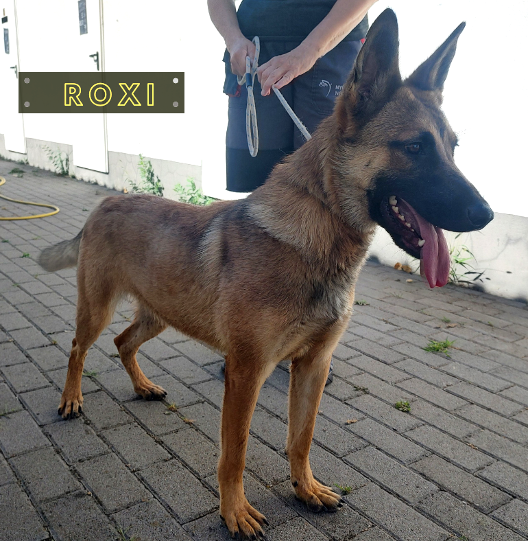 Roxi
