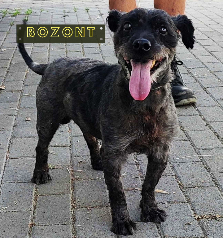 Bozont