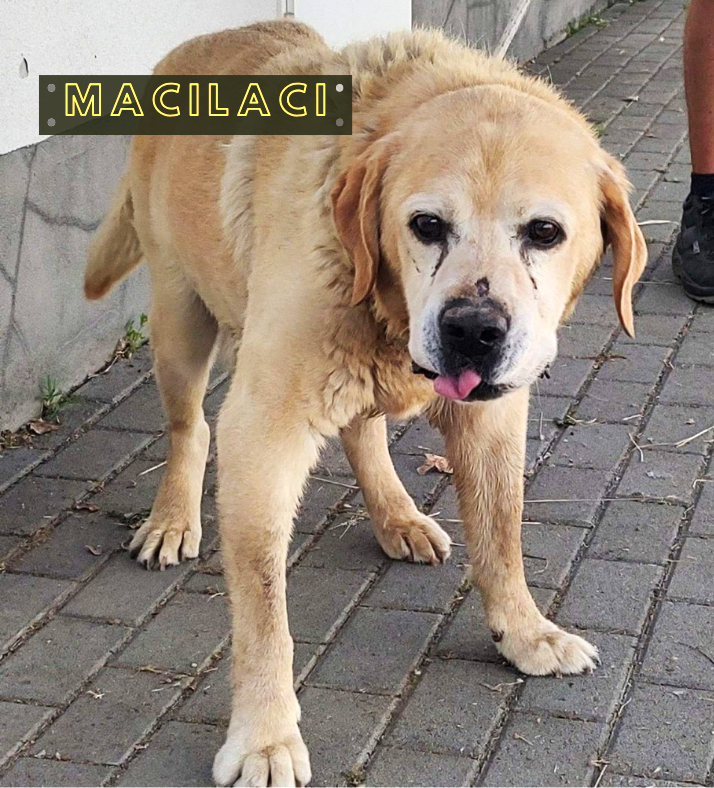 MaciLaci