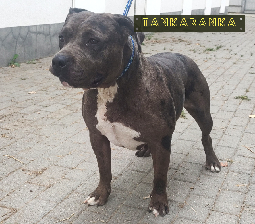 TankAranka