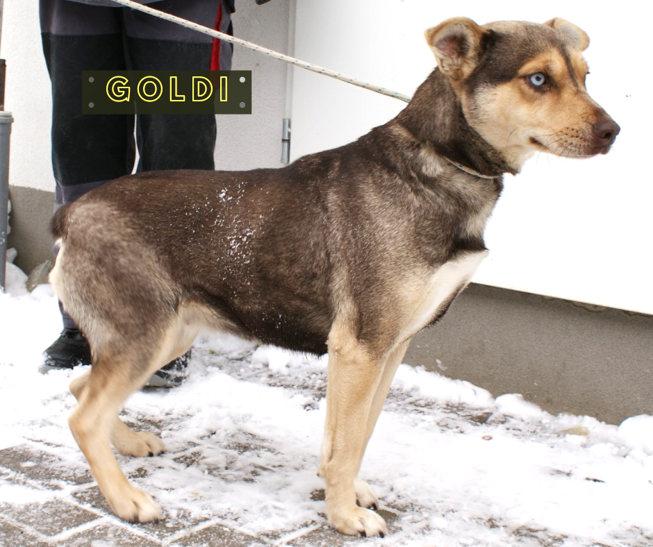 Goldi