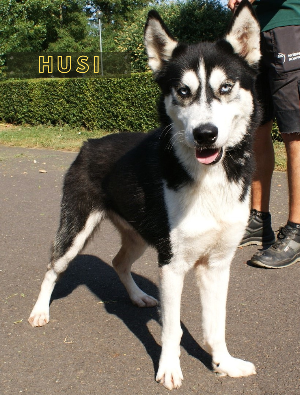 Husi