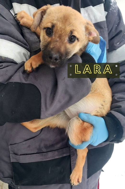 Lara