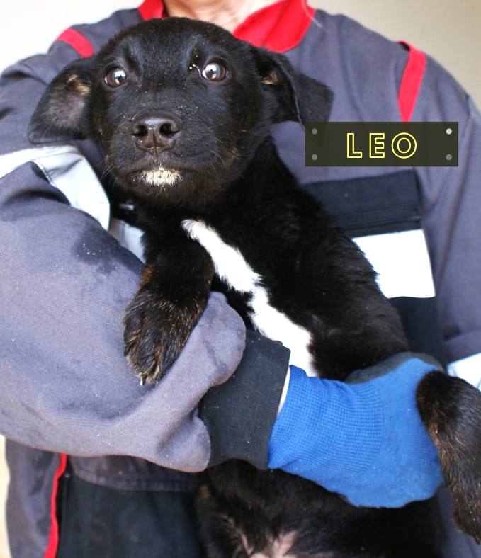 Leo