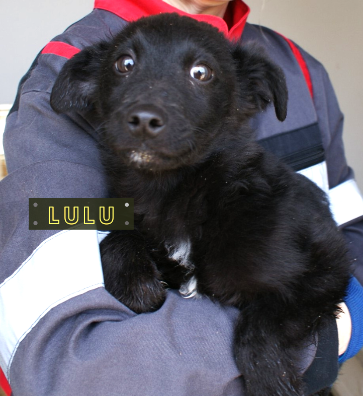 Lulu