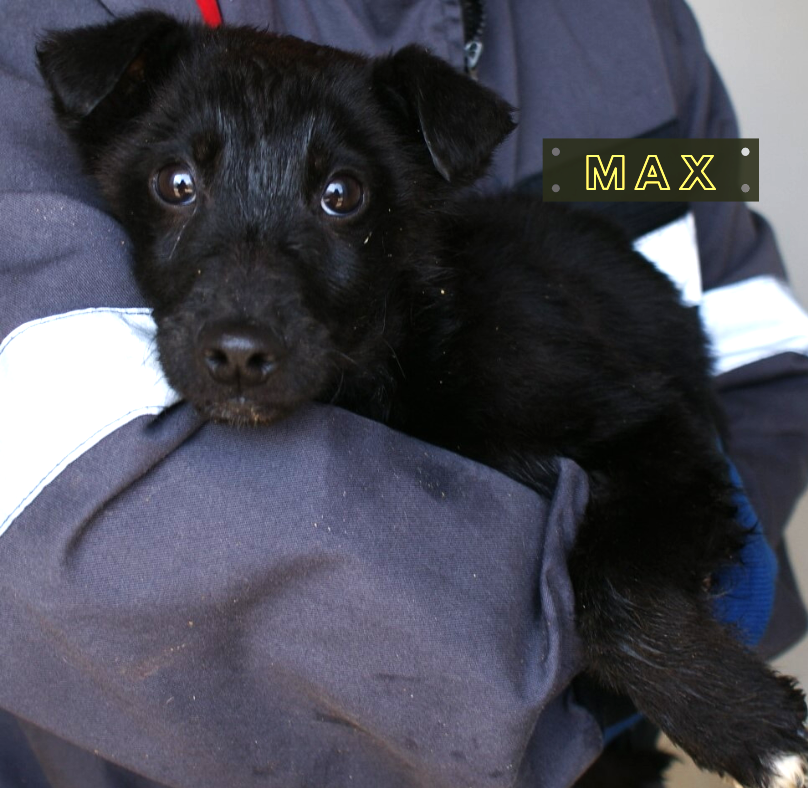 Max