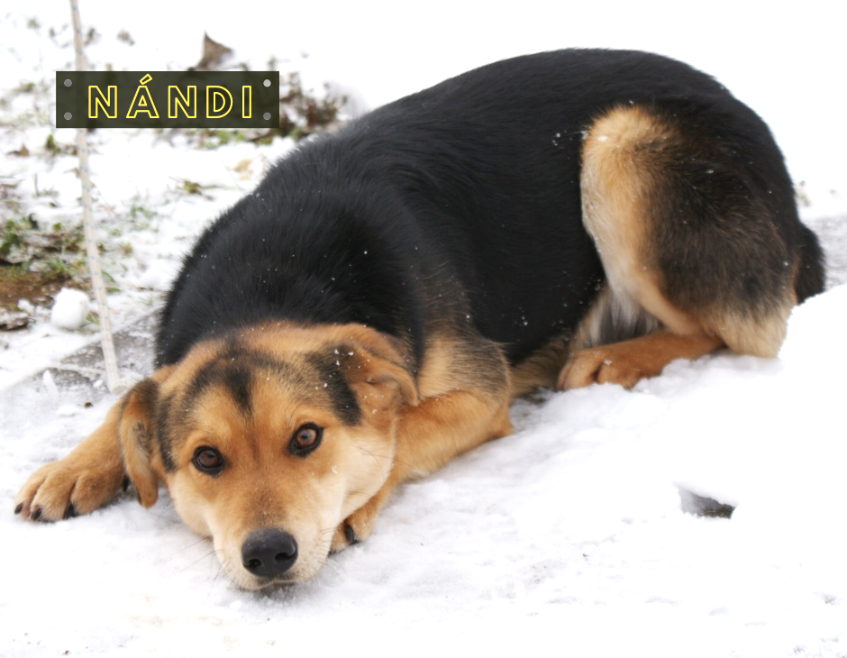 Nándi