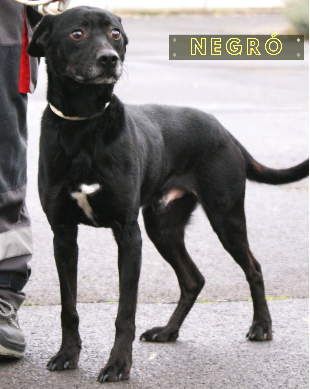 Negro