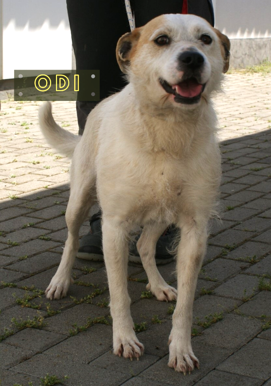 Odi