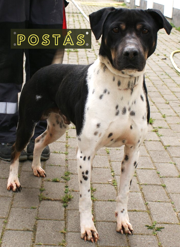 Postás Postás