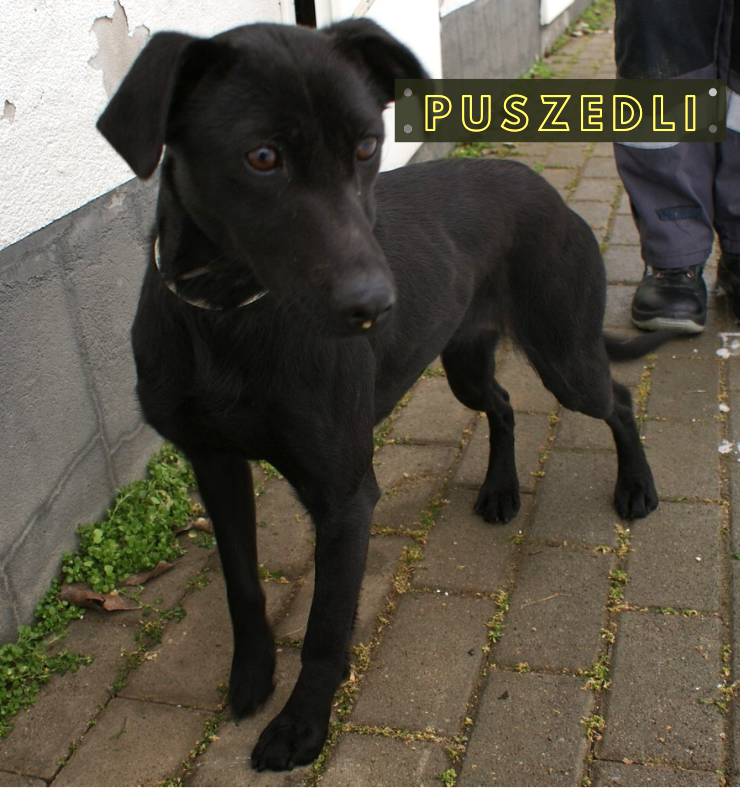 Puszedli
