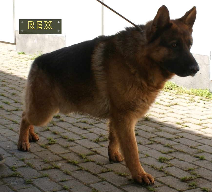 Rex Rex
