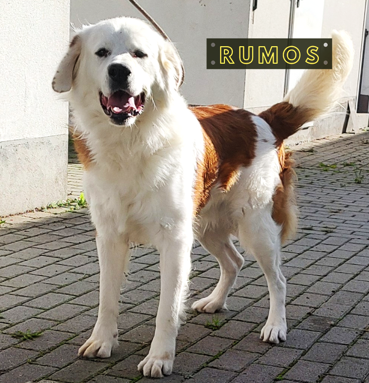 Rumos