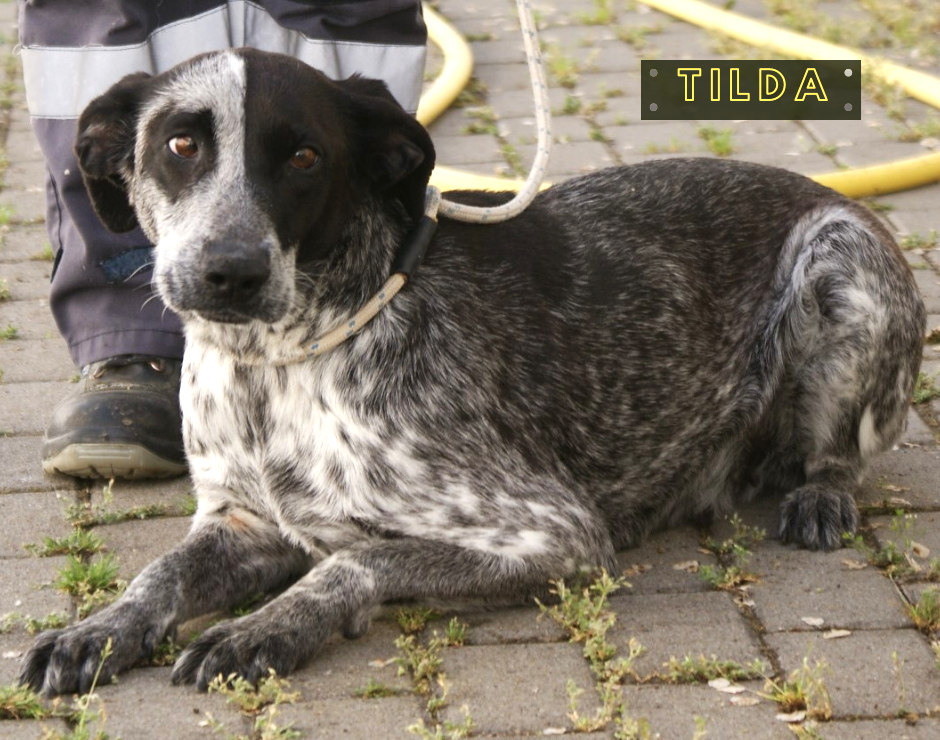 Tilda Tilda