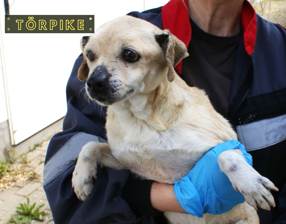Törpike Törpike