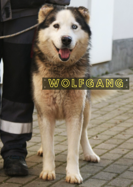 Wolfgang Wolfgang
